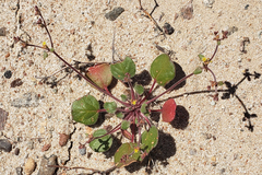 Eriogonum divaricatum