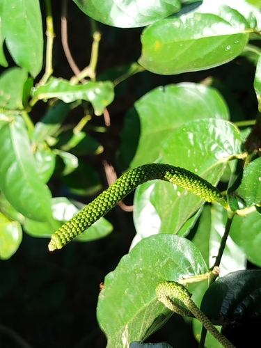 Piper tuberculatum