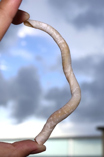 Vermicularia fargoi, 2026-09-05