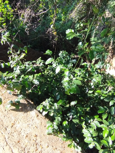 Piper tuberculatum, photograph 4
