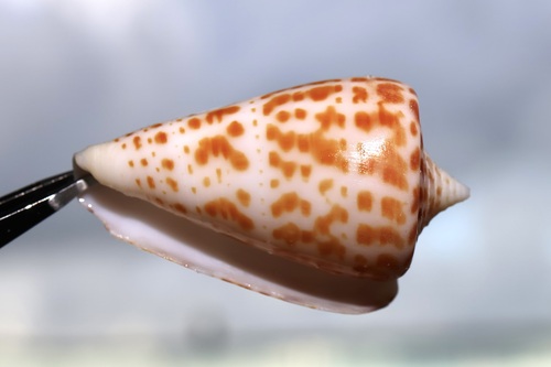 Conus spurius observed 2026-09-05