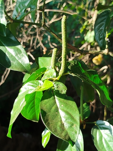 Piper tuberculatum, photograph 5