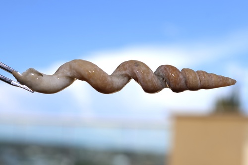 Vermicularia fargoi, 2026-09-05