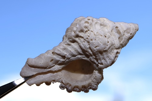 Chicoreus dilectus observed 2026-09-05