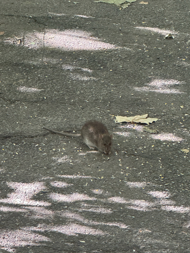 Rat photographed near here on 2026-09-05