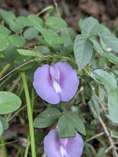 butterfly pea