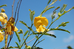 Aeschynomene montevidensis