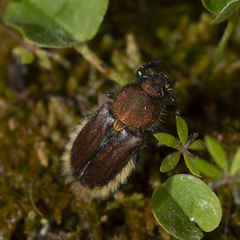 Pygopleurus diffusus