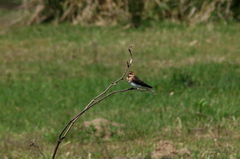 Alopochelidon fucata