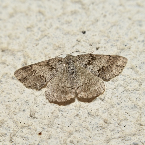 Jersey Emerald