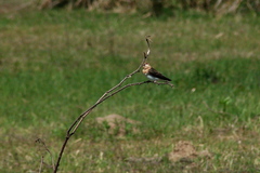 Alopochelidon fucata