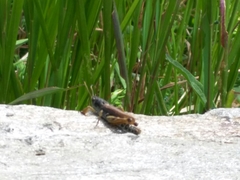 Gomphocerus sibiricus