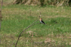 Alopochelidon fucata