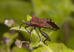 Piezogaster rubropictus