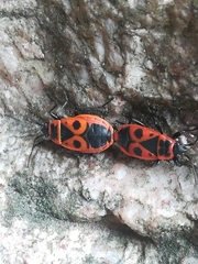 Pyrrhocoris apterus