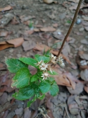 Ageratum conyzoides