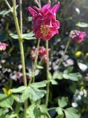 Aquilegia atrata