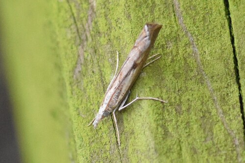 Elbow-striped Grass-veneer, Groesbeek, Nederland, photo 6 of 10