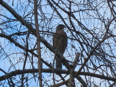 Accipiter cooperii