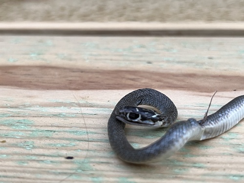 Green Whip Snake