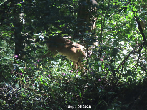 Korean Water Deer