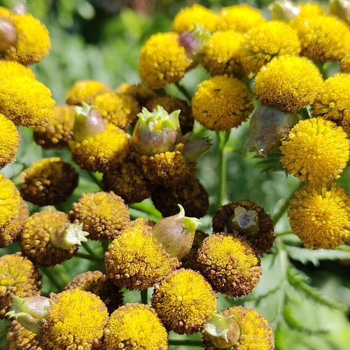 Tansy Flask Gall, 6715 AT Ede, Nederland, photo 9 of 10