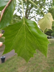 Platanus × hispanica