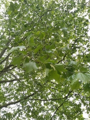 Platanus × hispanica