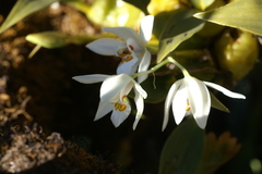 Coelogyne