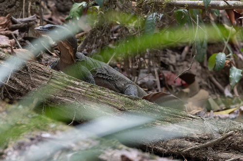 Varanus indicus observed 2026-08-14