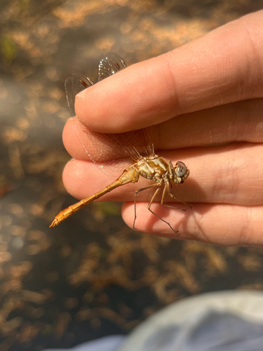 iNaturalist observation photo of Striped Meadowhawk