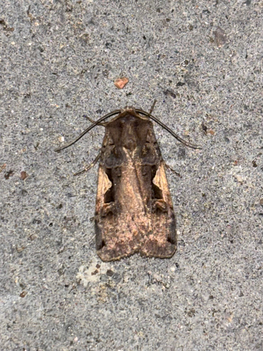 Setaceous Hebrew Character