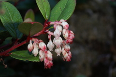 Gaultheria discolor