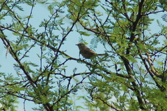 Phacellodomus sibilatrix