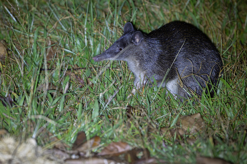 Echymipera rufescens observed 2026-08-14