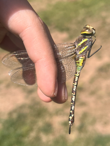 iNaturalist observation photo of Blue-eyed Darner