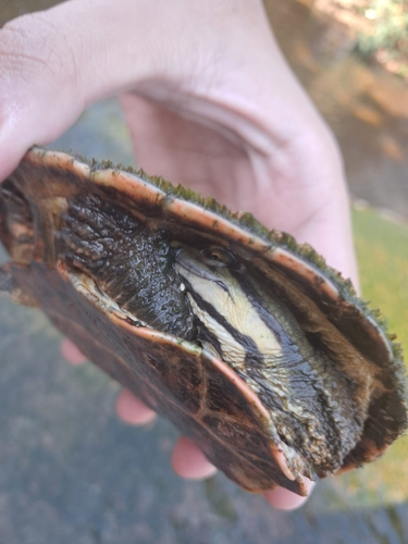 Geoffroy’s Side-necked Turtle