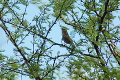 Phacellodomus sibilatrix