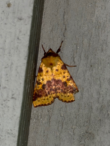Pink-barred Sallow