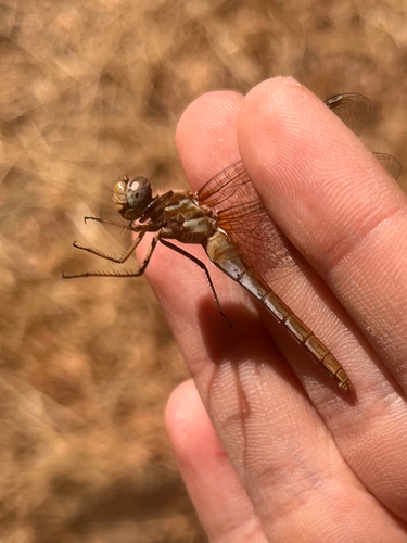 iNaturalist observation photo of Striped Meadowhawk