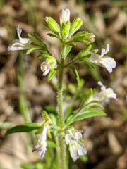 Collinsia childii