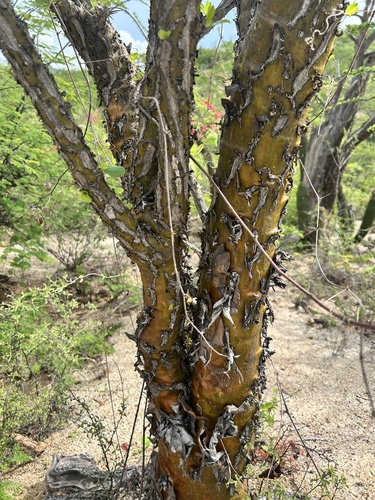 Fouquieria diguetii