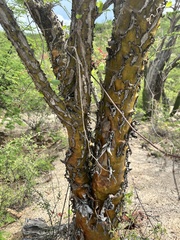 Fouquieria diguetii