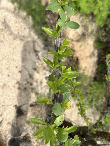Fouquieria diguetii, photograph 2