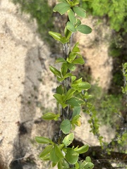 Fouquieria diguetii, photograph author not stated, no rights reserved