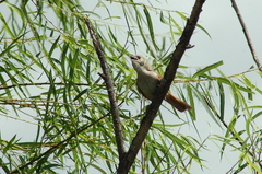 Phacellodomus sibilatrix