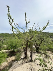Fouquieria diguetii, photograph author not stated, no rights reserved