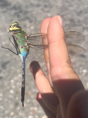 iNaturalist observation photo of Common Green Darner