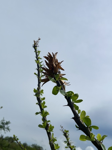 Fouquieria diguetii, photograph 4