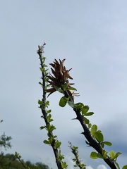 Fouquieria diguetii, photograph author not stated, no rights reserved